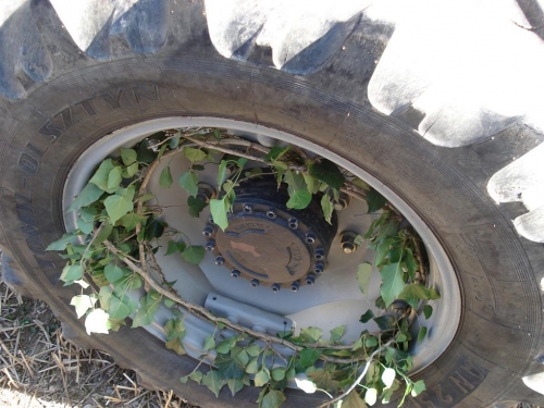 Klicken für Bild in voller Größe